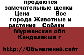 продаются замечательные щенки › Цена ­ 10 000 - Все города Животные и растения » Собаки   . Мурманская обл.,Кандалакша г.